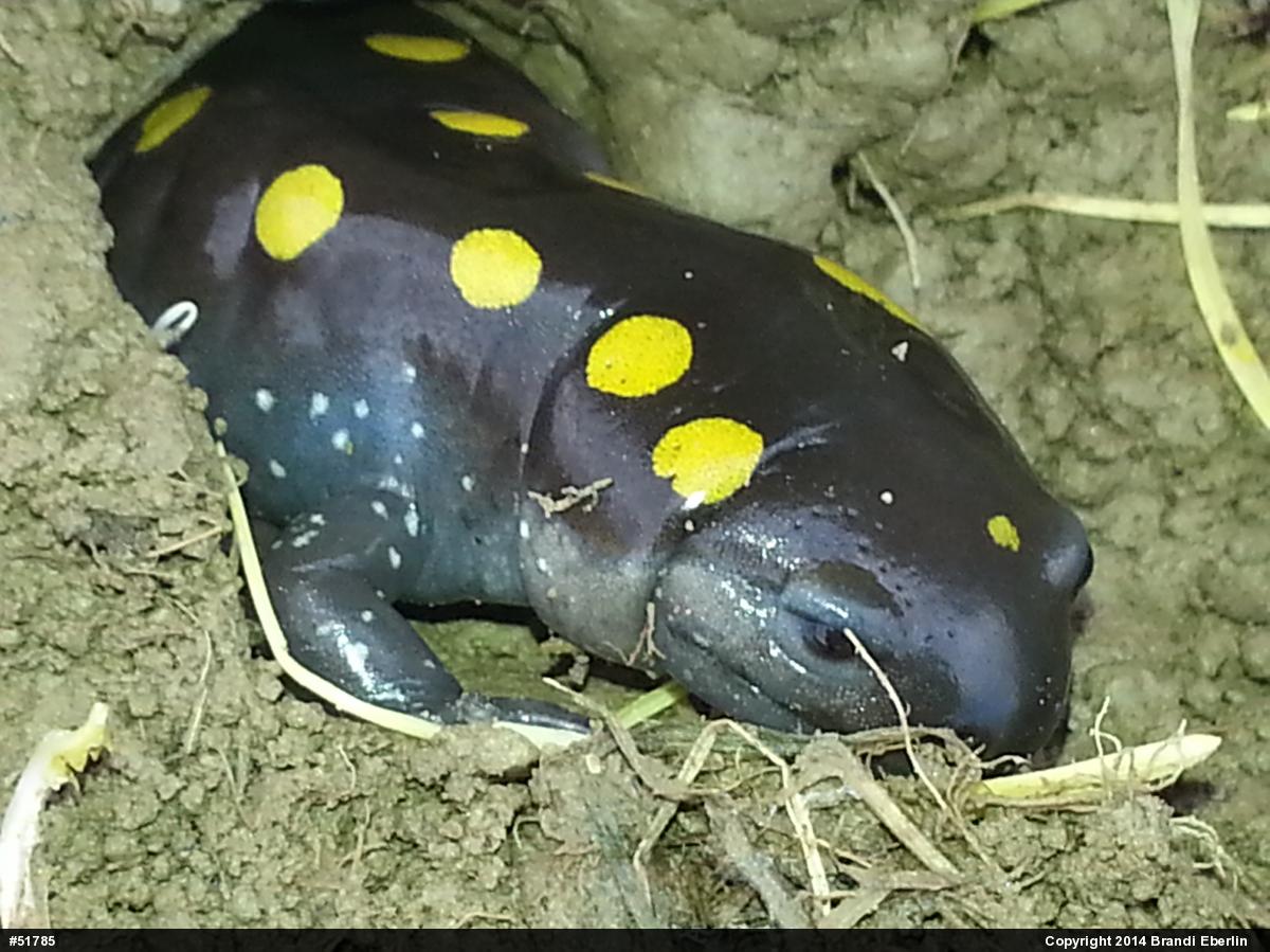 Spotted Salamander