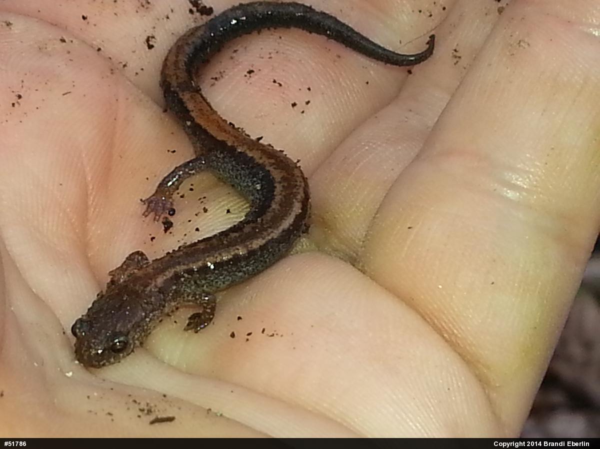 Eastern Red-backed  Salamander