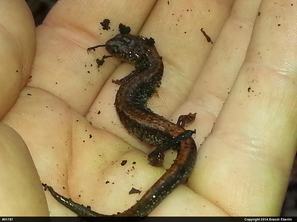 Eastern Red-backed  Salamander