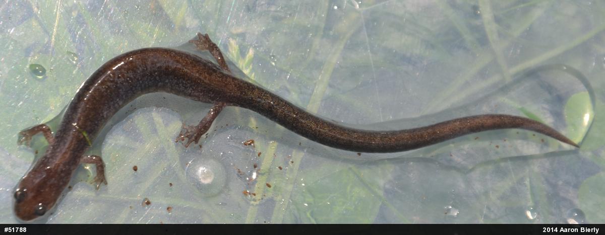Eastern Red-backed  Salamander