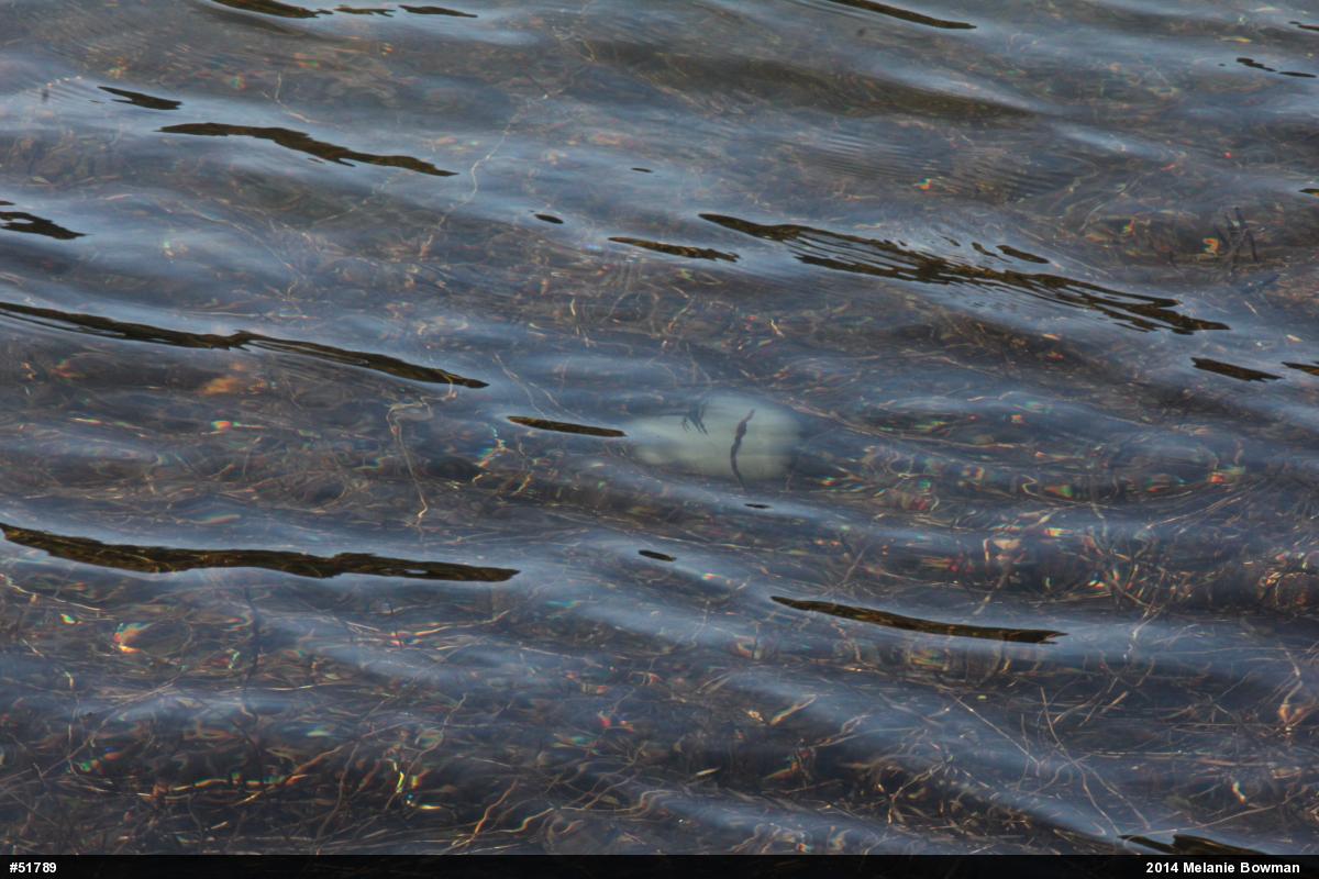 Spotted Salamander