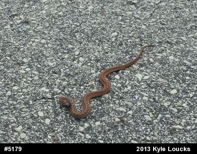 Dekay's Brownsnake