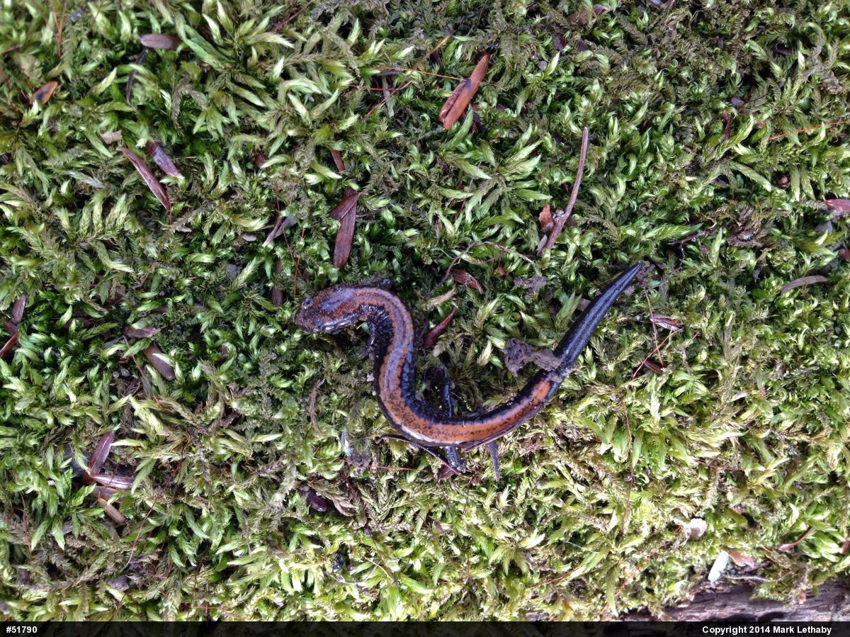 Eastern Red-backed  Salamander