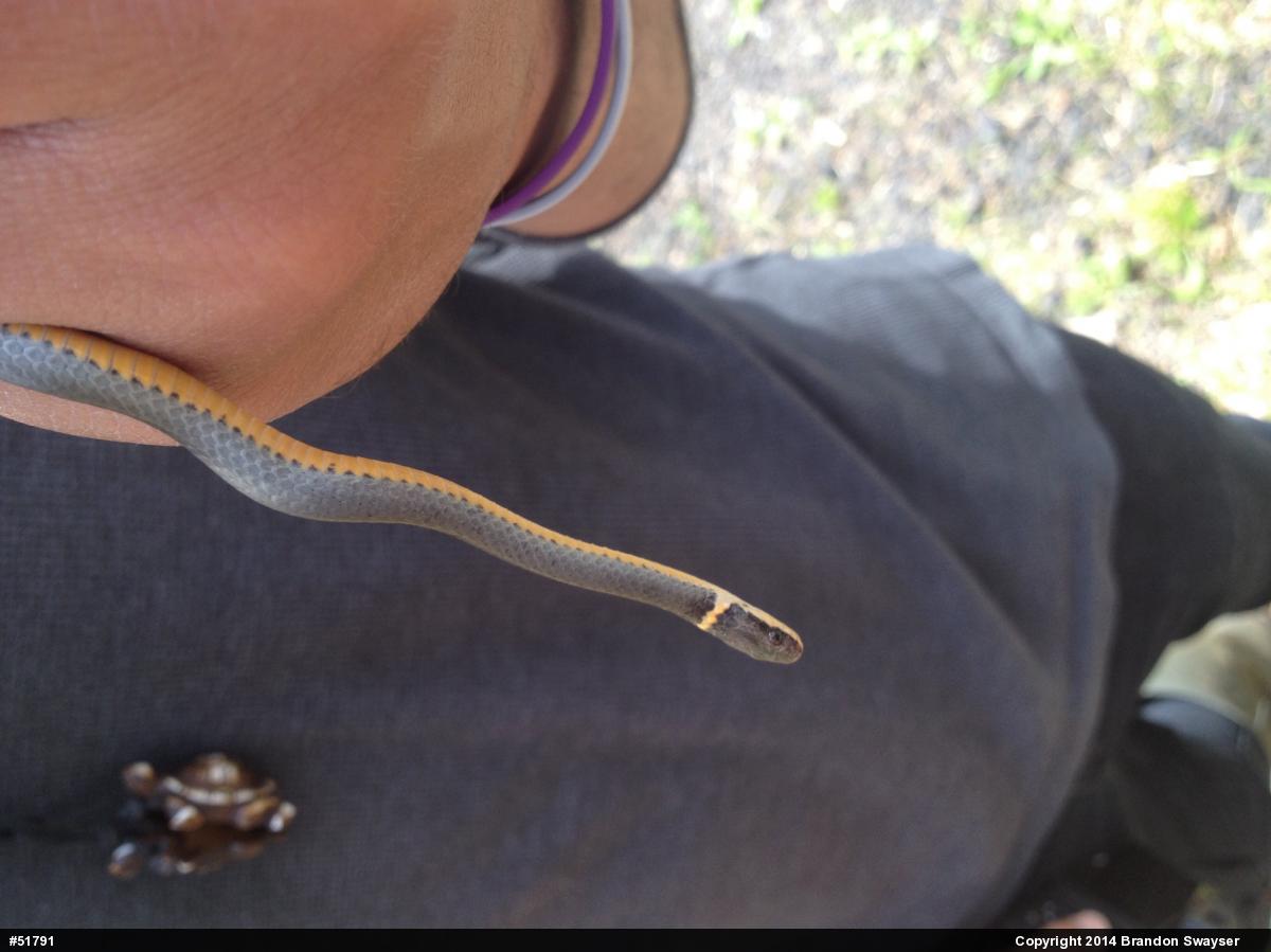 Northern Ring-necked Snake
