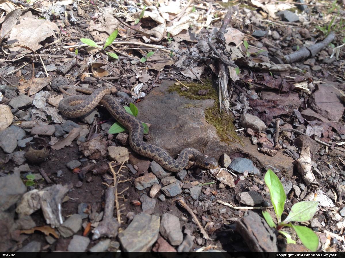 Eastern Gartersnake