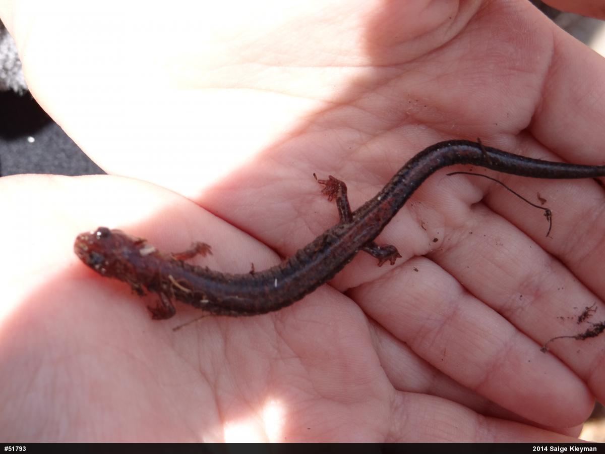Eastern Red-backed  Salamander