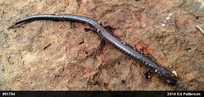 Valley And Ridge Salamander