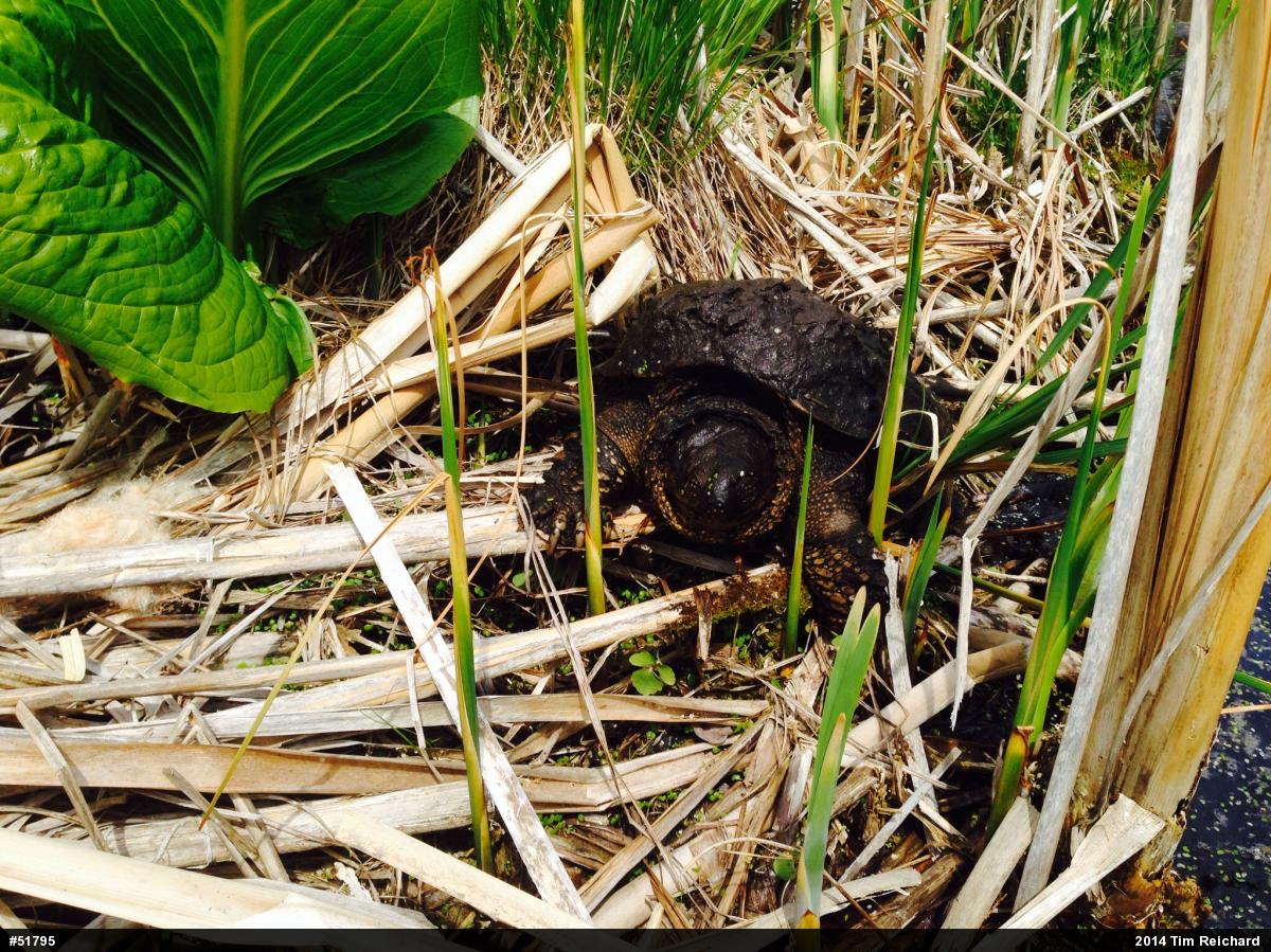 Snapping Turtle