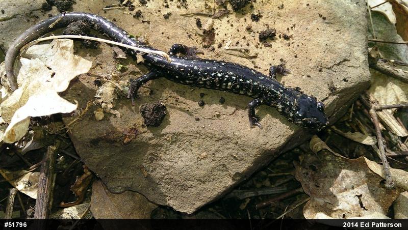 Northern Slimy Salamander