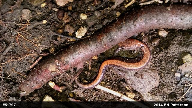 Eastern Red-backed  Salamander