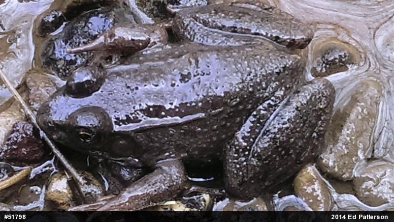 Green Frog