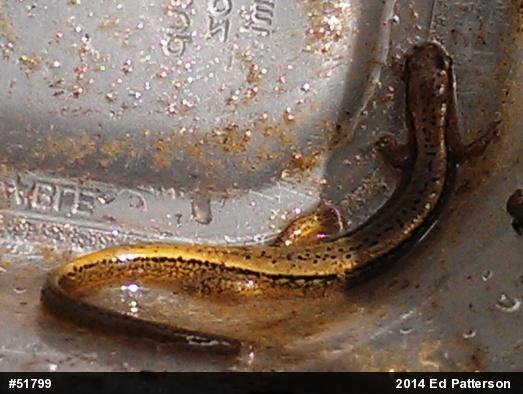 Northern Two-lined Salamander