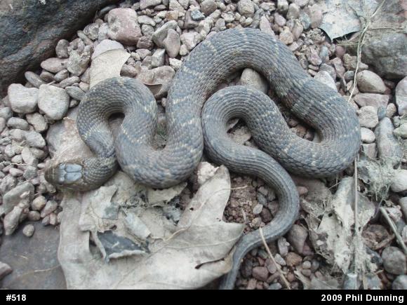 Northern Watersnake