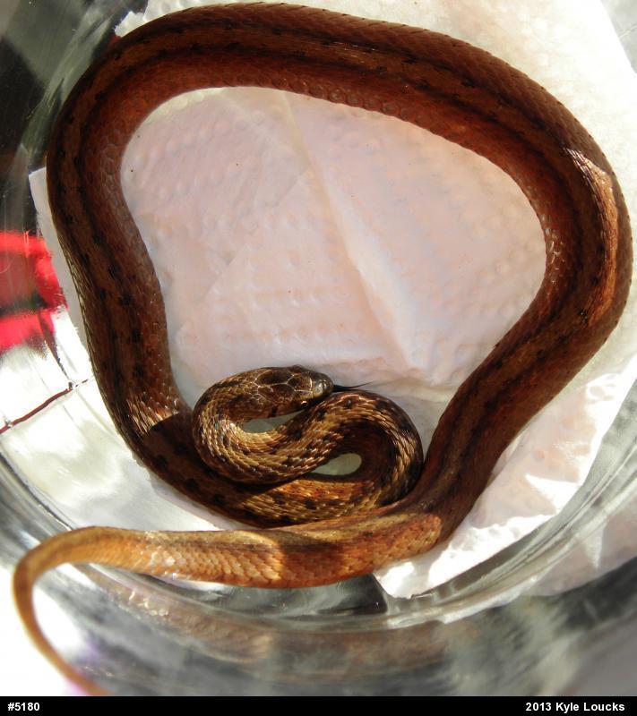 Dekay's Brownsnake