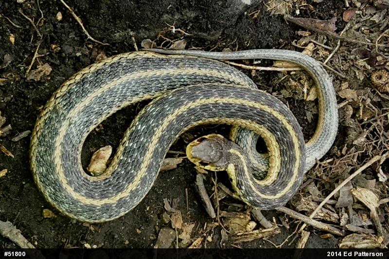 Eastern Gartersnake