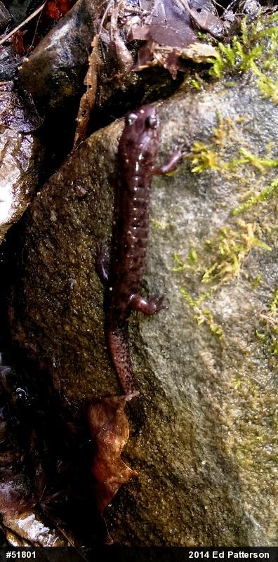 Seal Salamander