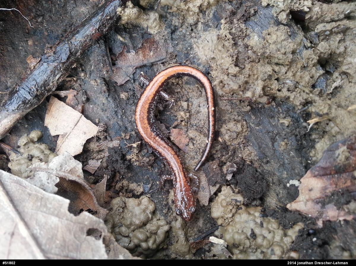 Eastern Red-backed  Salamander