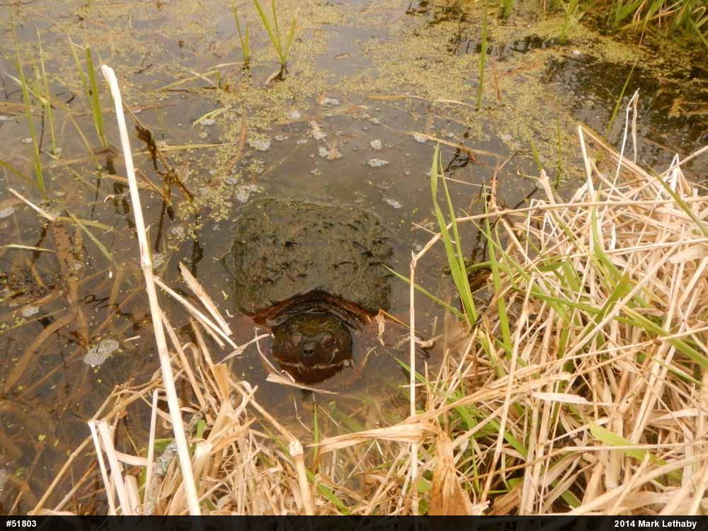 Snapping Turtle