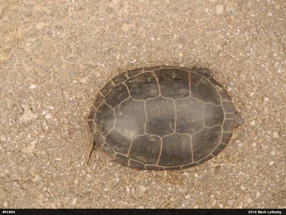 Midland Painted Turtle