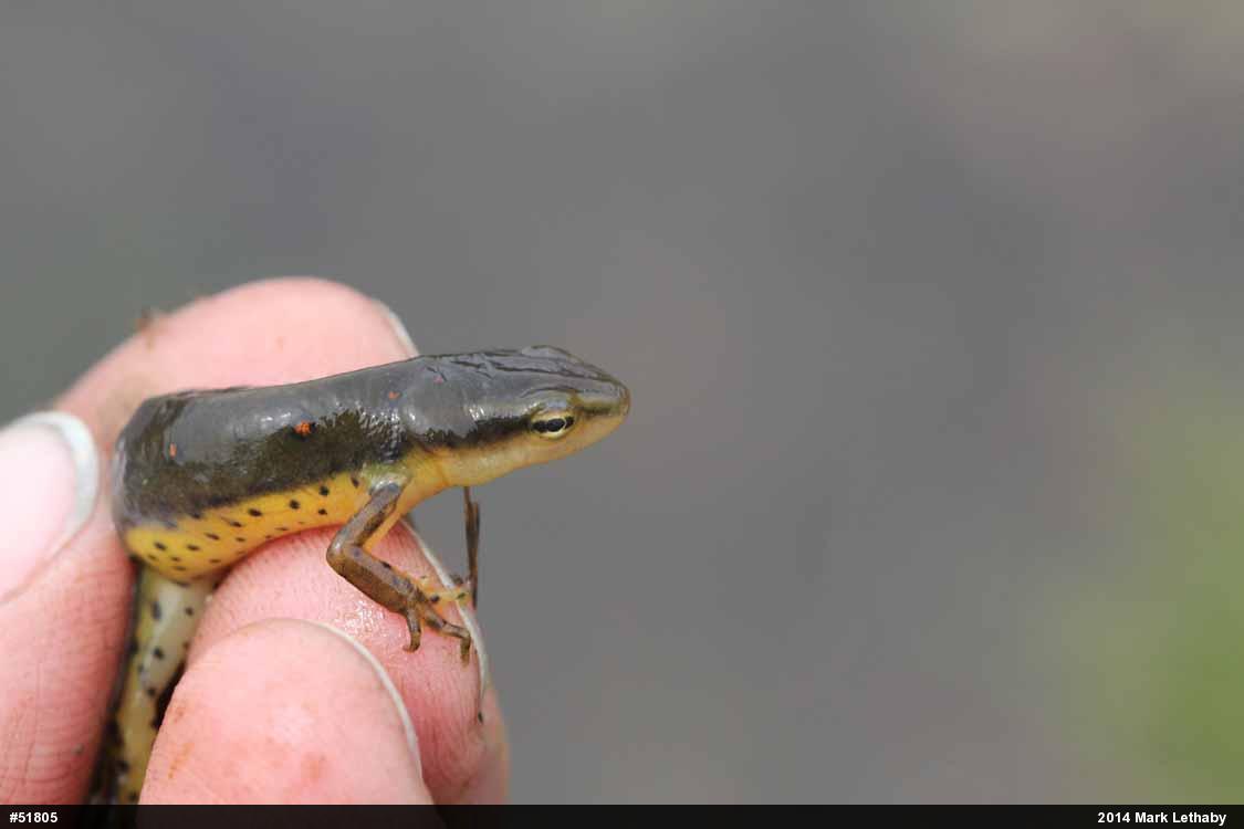 Red-spotted Newt