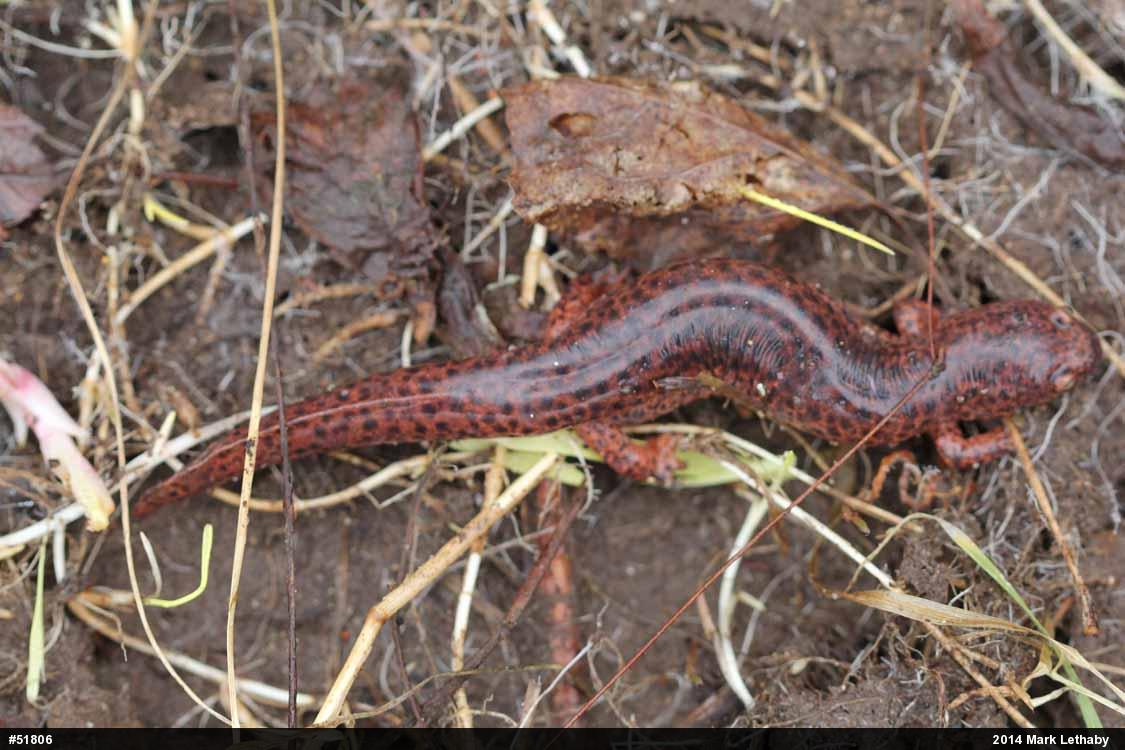 Northern Red Salamander