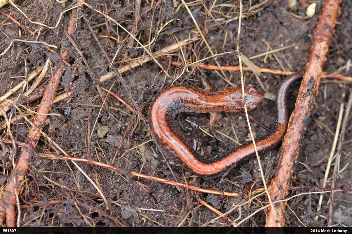 Eastern Red-backed  Salamander