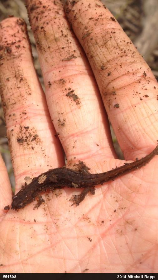 Northern Dusky Salamander
