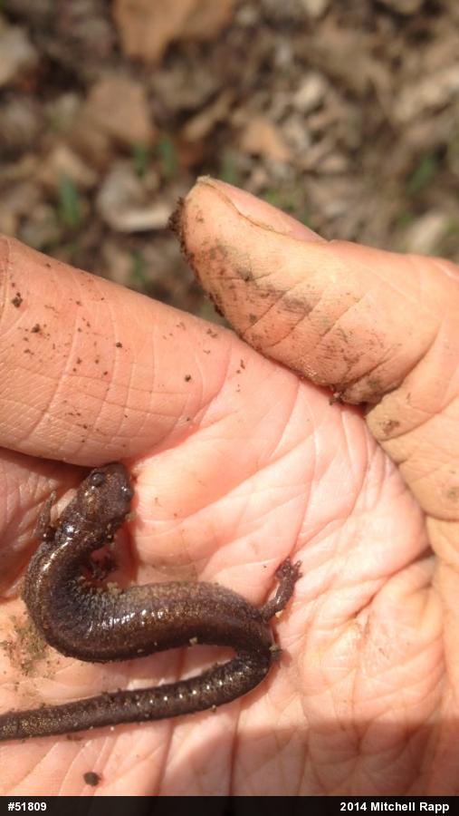 Woodland Salamanders