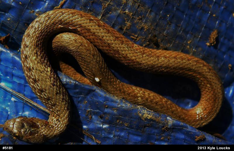 Dekay's Brownsnake