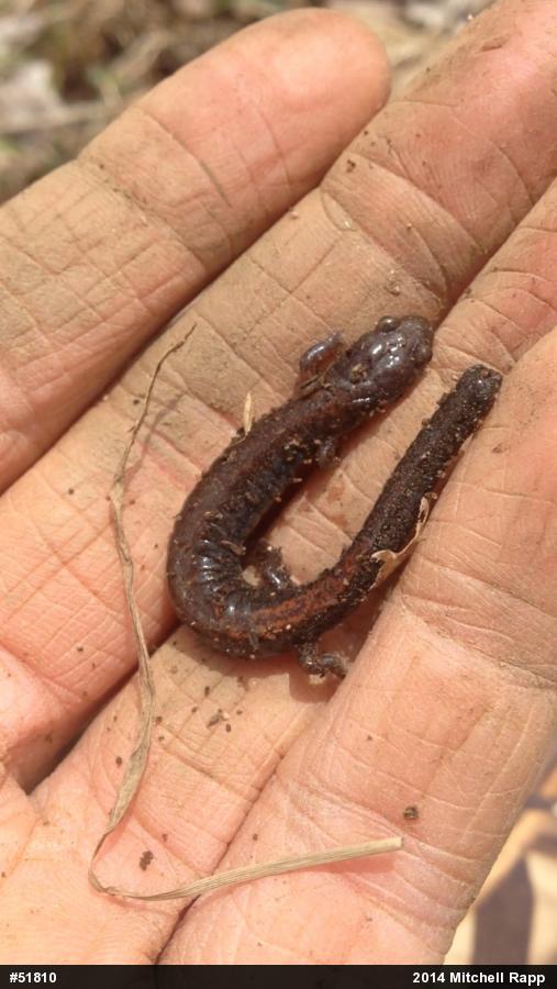 Eastern Red-backed  Salamander