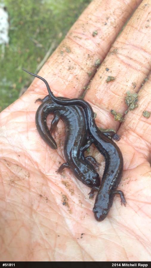Northern Dusky Salamander