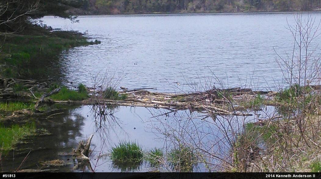 Painted Turtle