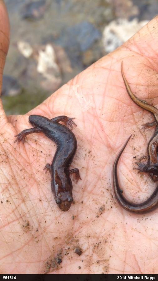 Allegheny Mountain Dusky Salamander