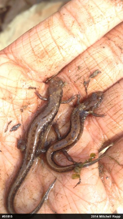 Allegheny Mountain Dusky Salamander