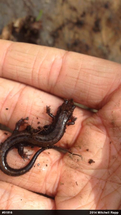 Allegheny Mountain Dusky Salamander