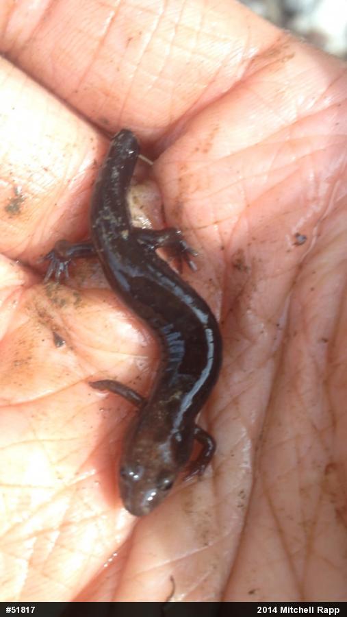 Allegheny Mountain Dusky Salamander