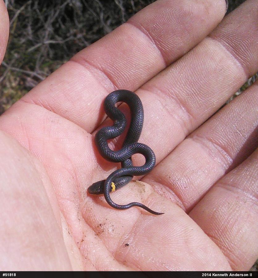 Northern Ring-necked Snake