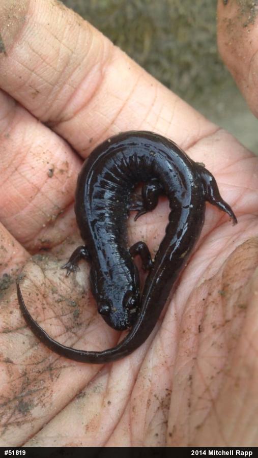 Northern Dusky Salamander