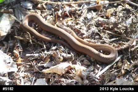 Red-bellied Snake