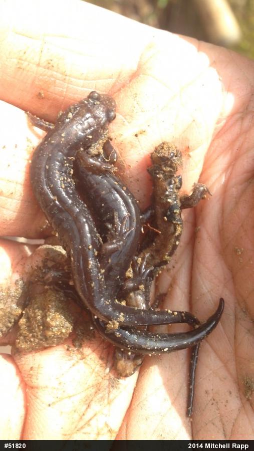 Northern Dusky Salamander