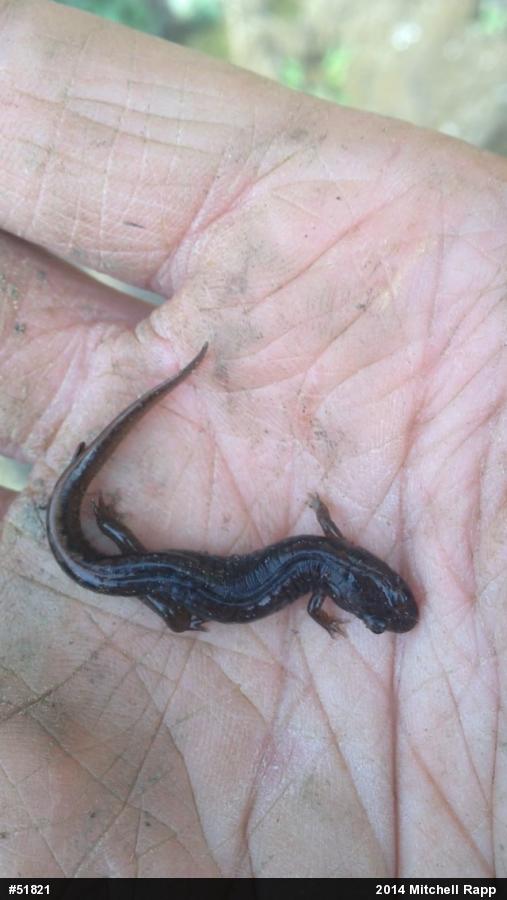 Northern Dusky Salamander