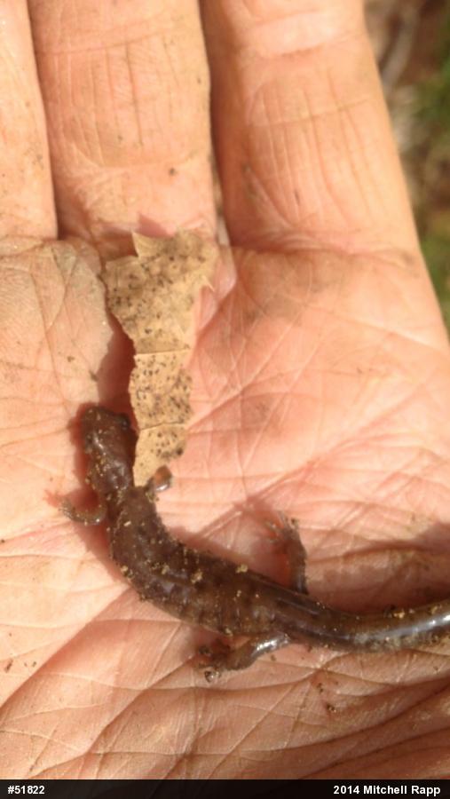 Northern Dusky Salamander