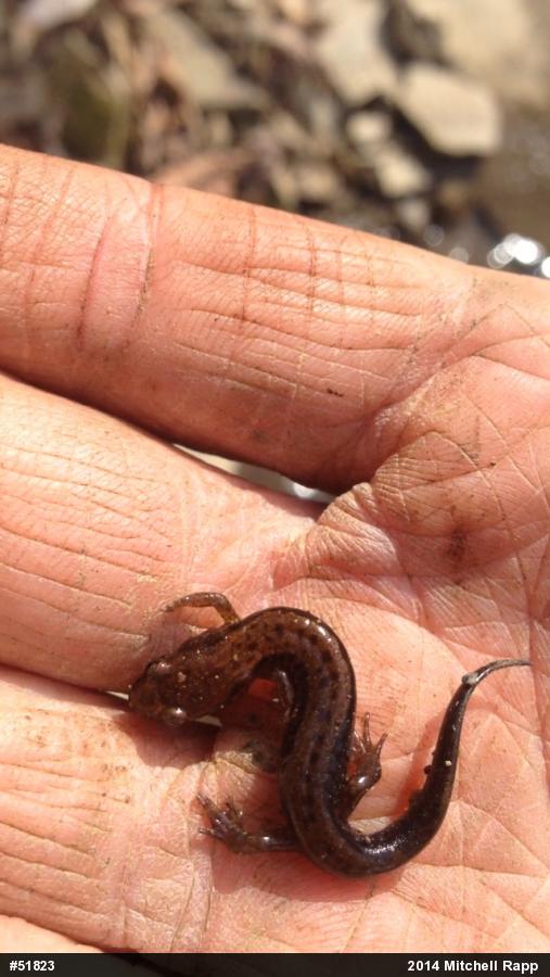 Allegheny Mountain Dusky Salamander