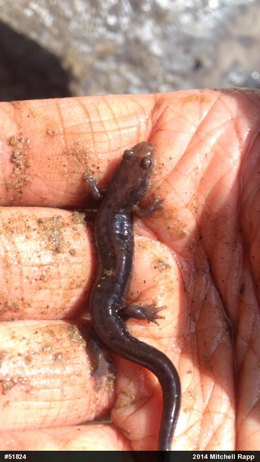 Allegheny Mountain Dusky Salamander