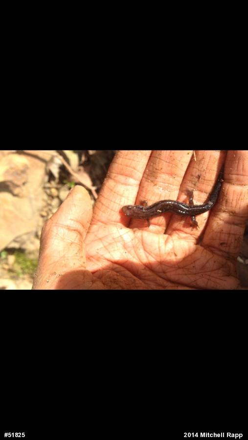 Allegheny Mountain Dusky Salamander