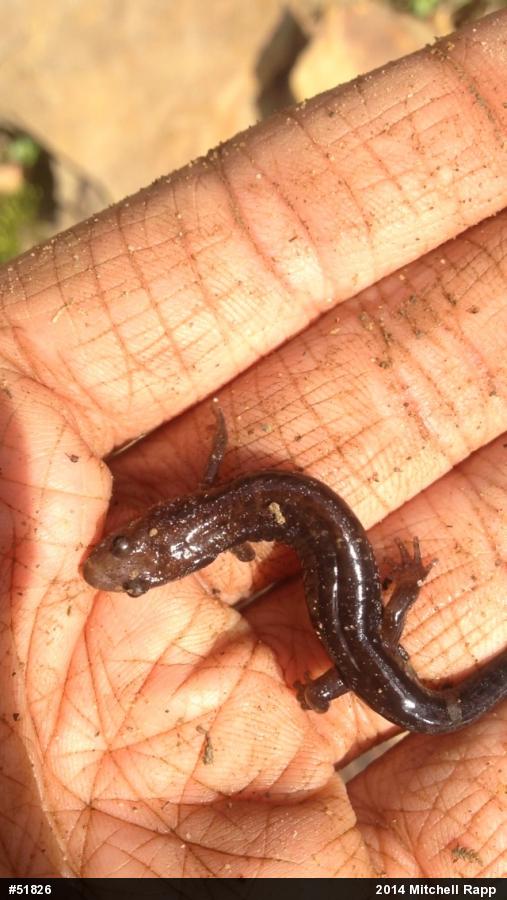 Allegheny Mountain Dusky Salamander