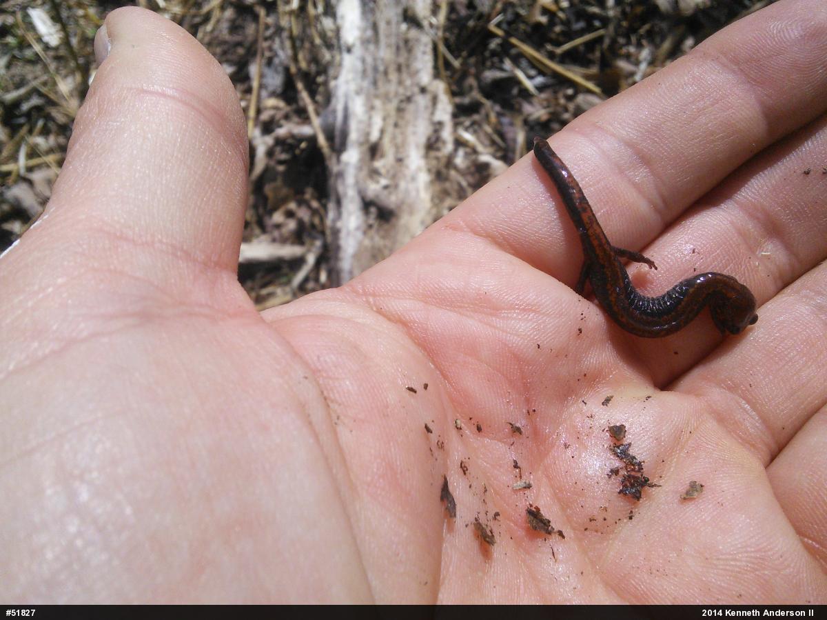 Eastern Red-backed  Salamander