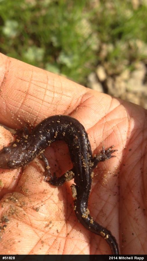 Allegheny Mountain Dusky Salamander