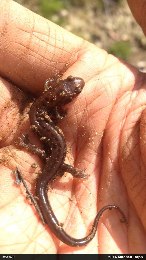 Allegheny Mountain Dusky Salamander