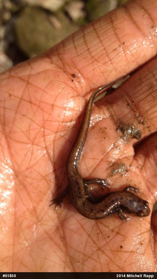 Allegheny Mountain Dusky Salamander